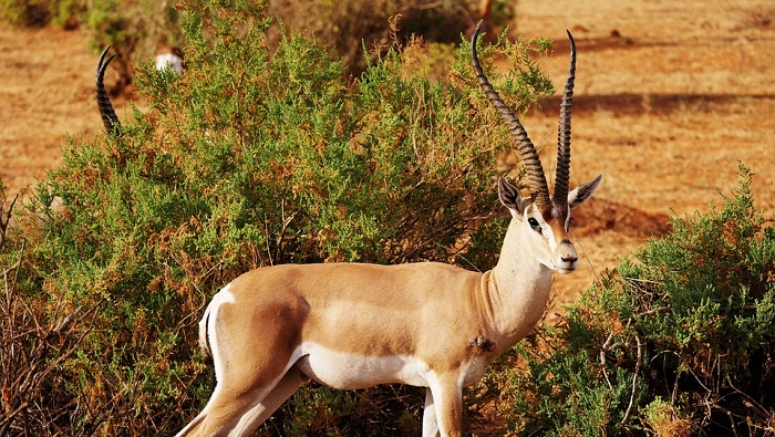 Antelope – Spirit Animal, Totem, Symbolism and Meaning