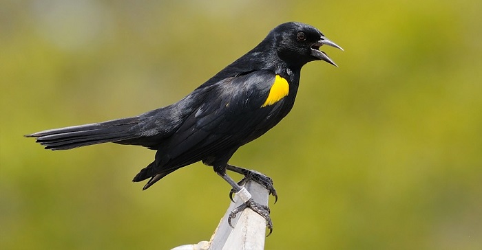 Blackbird Symbolism & Meaning  Blackbird Spirit, Totem & Power Animal