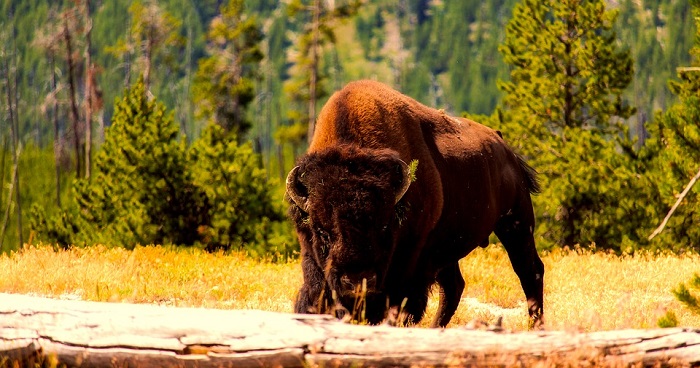 har taget fejl assistent middag Buffalo, Bison – Spirit Animal, Totem, Symbolism and Meaning