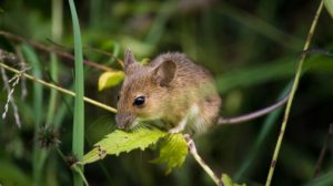 Dreams About Mice, Mouse – Meaning and Interpretation