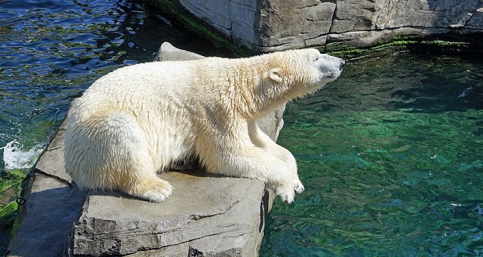 Dreams About Bears Meaning: What Do Dreams About Bears Mean?