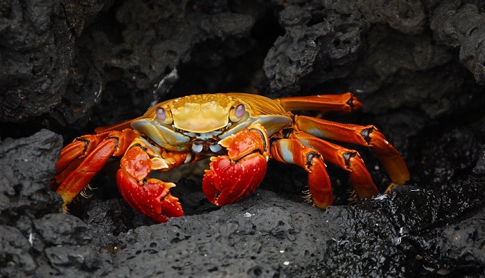 dreams-about-crabs-meaning-and-interpretation