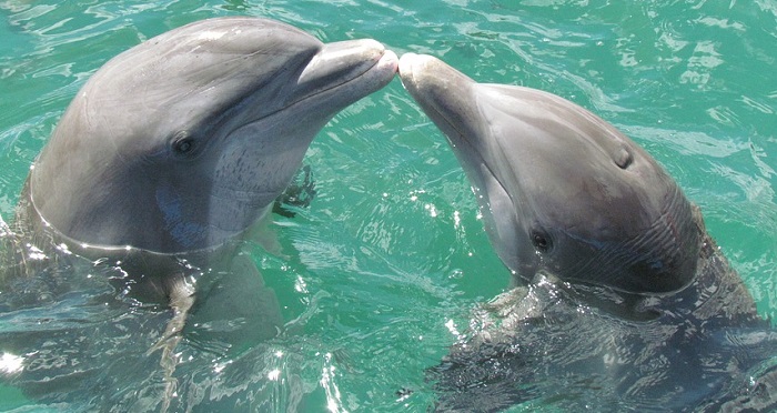 Dreams About Dolphins Meaning And Interpretation