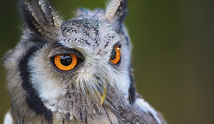 Dreams About Owls Meaning And Interpretation