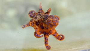 Octopus – Spirit Animal, Totem, Symbolism And Meaning