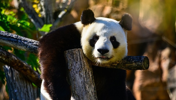 panda-spirit-animal-totem-symbolism-and-meaning