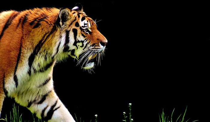 Tiger – Spirit Animal, Totem, Symbolism and Meaning