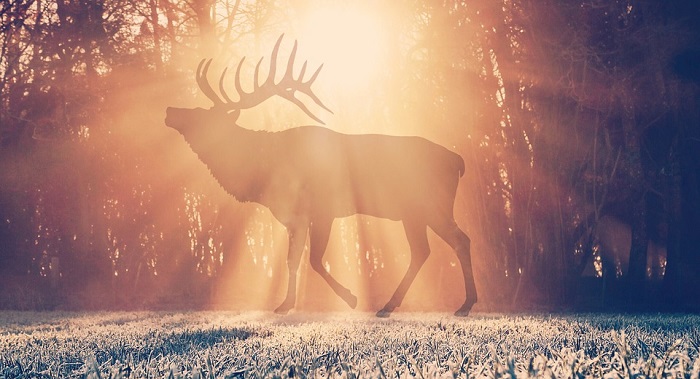 Elk – Spirit Animal, Totem, Symbolism and Meaning