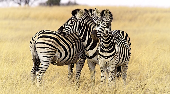 Zebra – Spirit Animal, Totem, Symbolism and Meaning