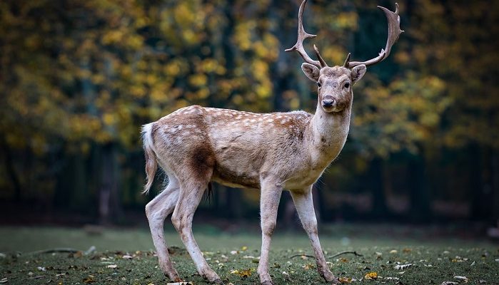 Deer – Spirit Animal, Totem, Symbolism and Meaning