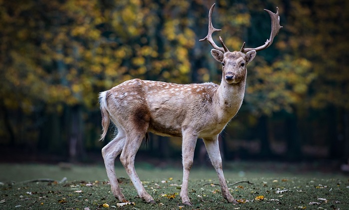 Deer Spirit Animal Totem Symbolism And Meaning