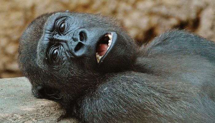 dreams-about-gorillas-meaning-and-interpretation