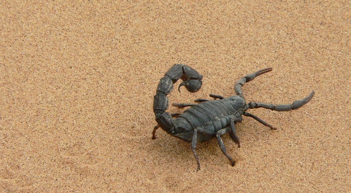 Scorpion – Spirit Animal, Totem, Symbolism and Meaning