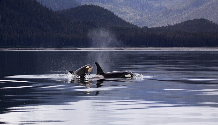 Dreams About Killer Whales Meaning And Interpretation