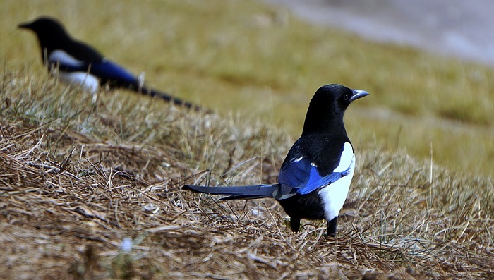 magpie-spirit-animal-totem-symbolism-and-meaning