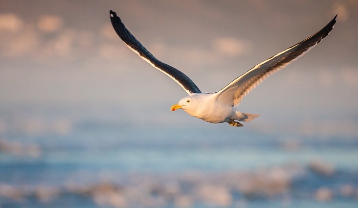 Seagull – Spirit Animal, Totem, Symbolism and Meaning