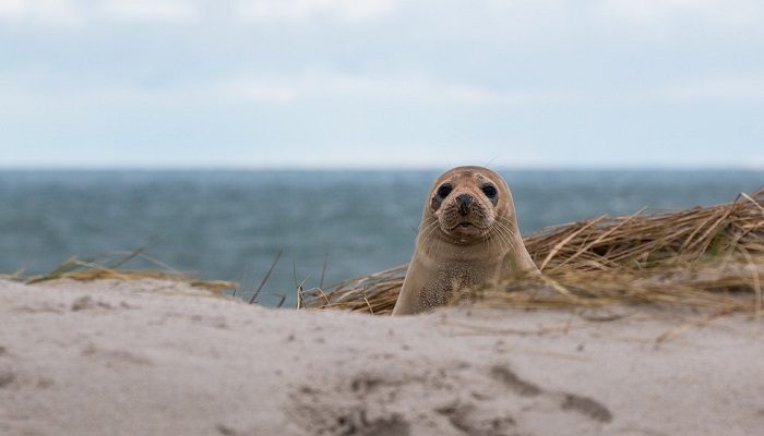 Seal Spirit Animal Totem Symbolism And Meaning