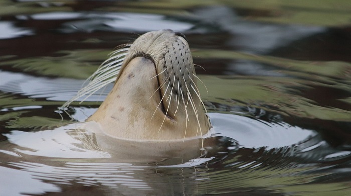 Seal Spirit Meaning