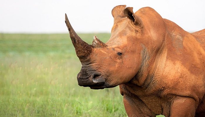 Rhinoceros – Spirit Animal, Totem, Symbolism and Meaning