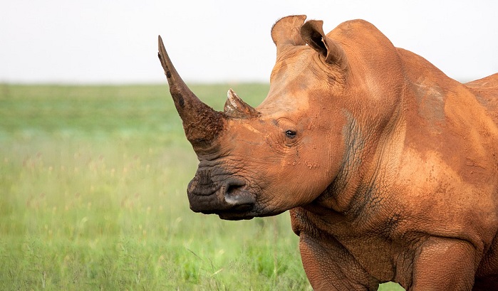 Rhinoceros – Spirit Animal, Totem, Symbolism and Meaning