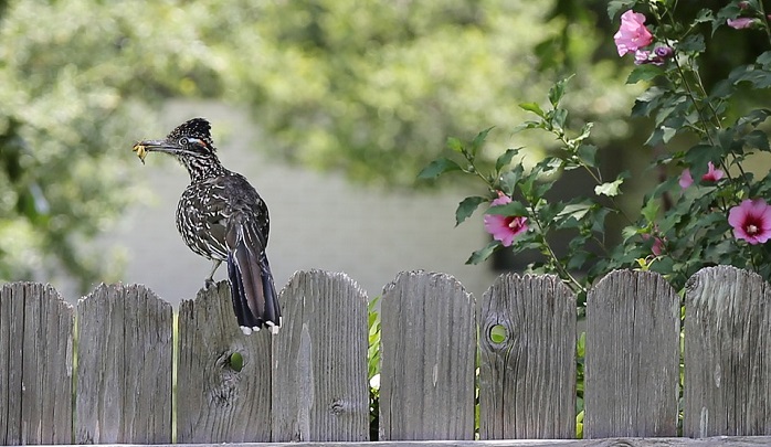 roadrunner-spirit-animal-totem-symbolism-and-meaning