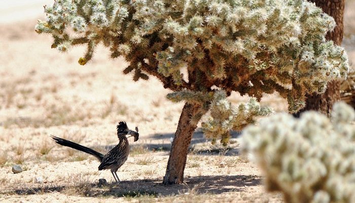 roadrunner-spirit-animal-totem-symbolism-and-meaning