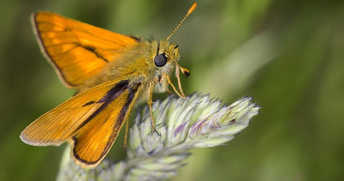 are-moths-good-luck-or-bad-luck