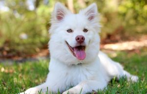 White Dog – Dream Meaning and Symbolism