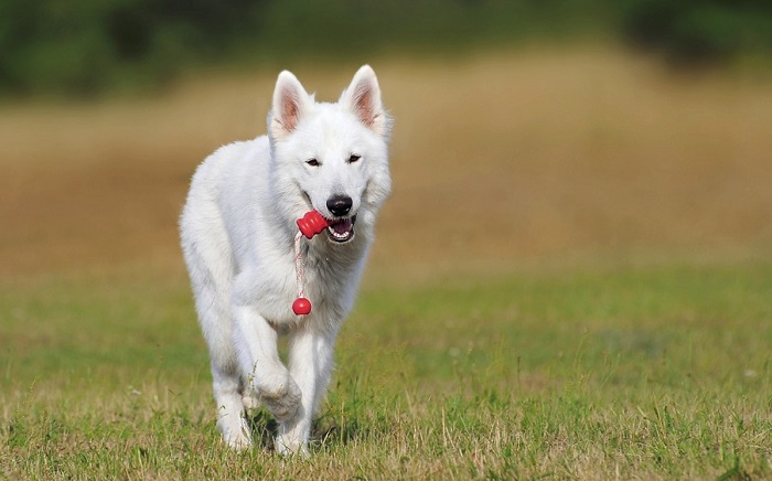 What Does Dreaming Of A White Dog Mean