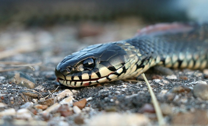 dream-of-being-bitten-by-a-snake-meaning-and-interpretation