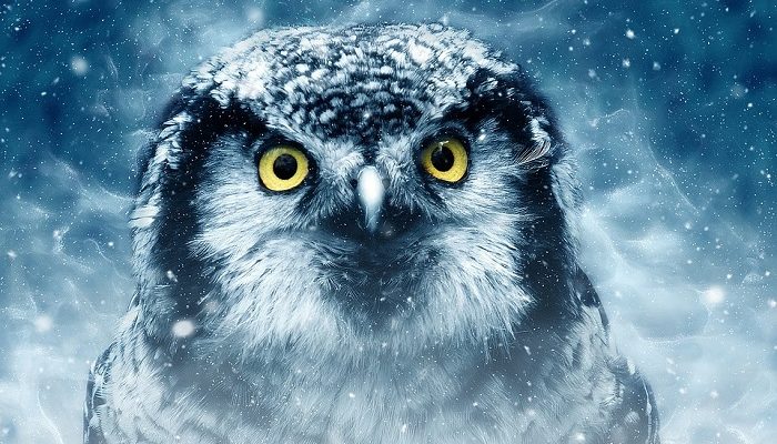 owl-meaning-in-the-bible-dream-astro-meanings