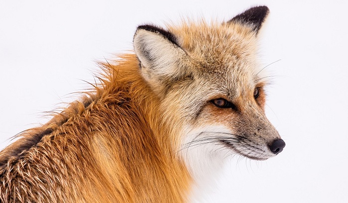 spiritual-meaning-of-fox-crossing-your-path