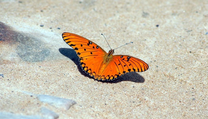 what-does-it-mean-when-a-butterfly-crosses-your-path