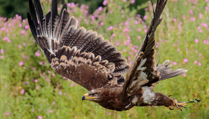 what-does-it-mean-when-a-hawk-crosses-your-path