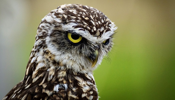 6-spiritual-meanings-when-an-owl-crosses-your-path