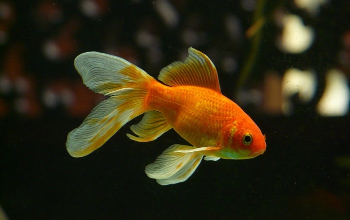 Goldfish Spiritual Meaning