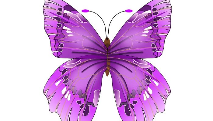 purple-butterfly-meaning-and-symbolism