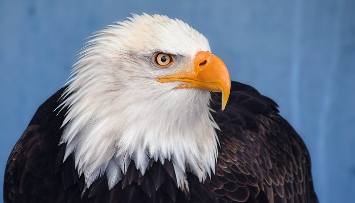 spiritual-meaning-of-bald-eagle