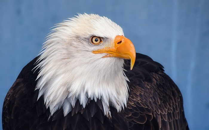 spiritual-meaning-of-bald-eagle