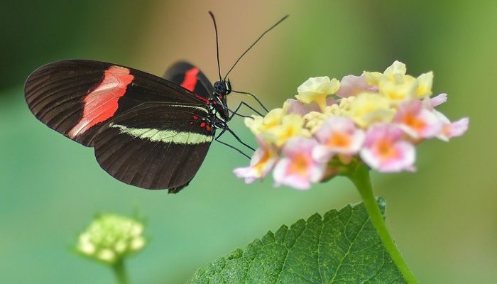 Black Butterfly Meaning And Symbolism