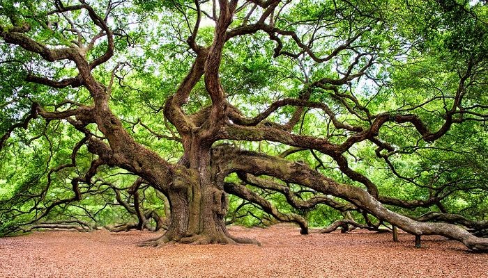 Oak Tree – Meaning and Symbolism