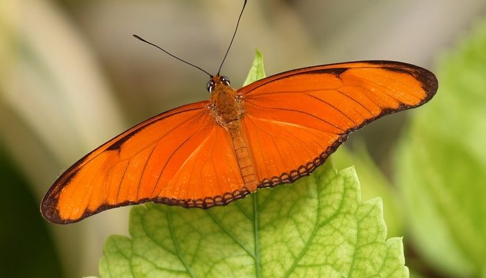 orange-butterfly-meaning-and-symbolism