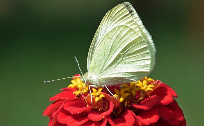 white-butterfly-meaning-and-symbolism