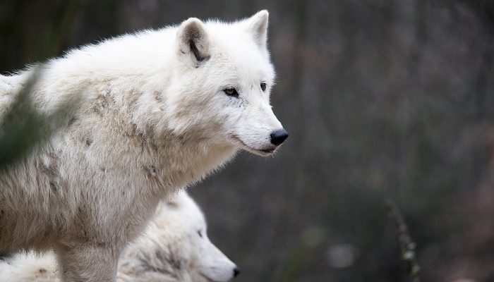white wolf symbolism